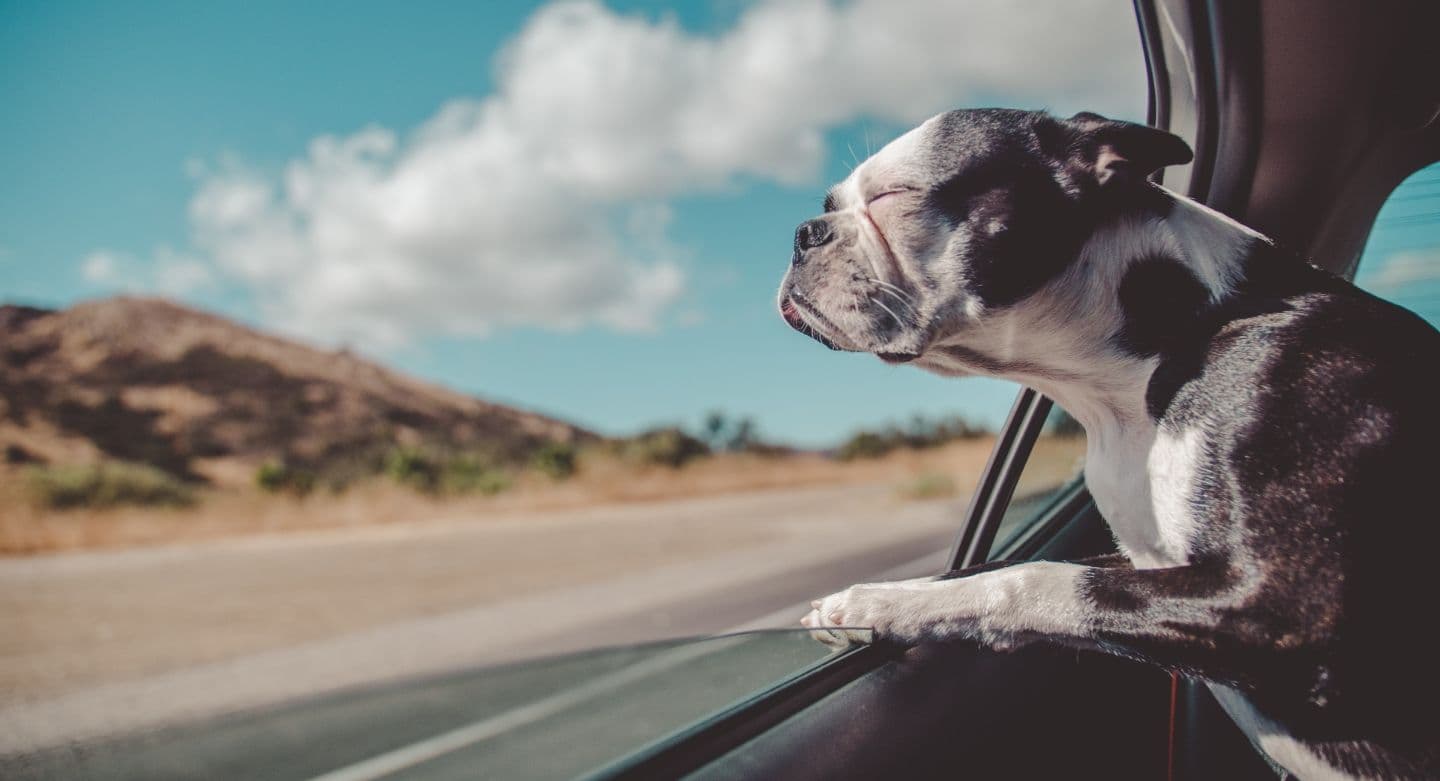 dog with head out window